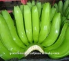 Fresh Cavendish Banana price for buyers