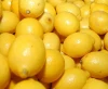 Fresh Citrus Fruits /Yellow Lemon & Green Lime, yellow Eureka fresh lemon for sale