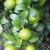 Import Fresh Green Seedless Lime Good Price from Ukraine