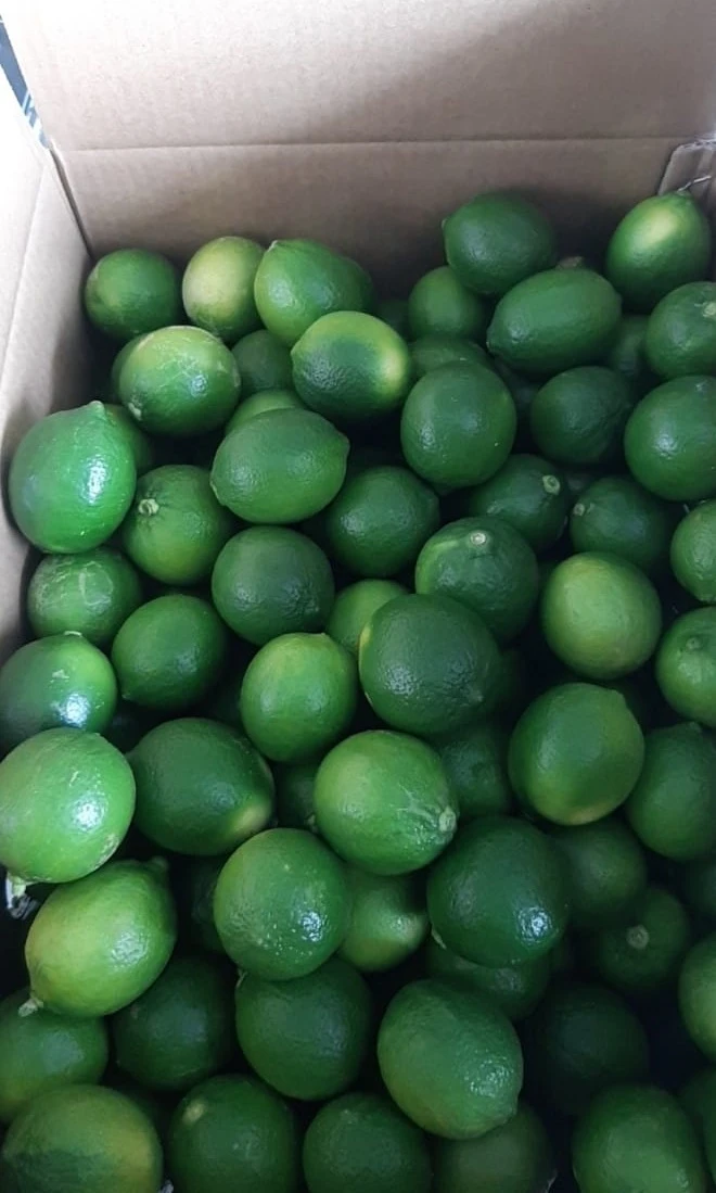 FRESH LIME/ GREEN LEMON SEEDLESS BEST FRICE HIGH QUALITY FROM VIKAFOODS (WhatsApp/ Wechat: +84 983 028 718)