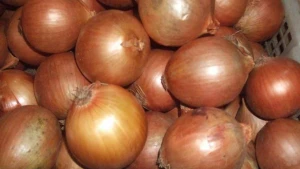 Fresh Onions Product - Whatsapp : +628164808994