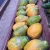 Import Fresh Quality Papaya Raw Unripe Whole Pawpaw from South Africa
