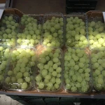 Fresh Sugarone green and red Grapes