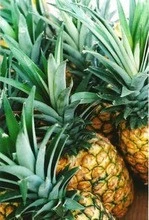 Fresh sweet Pineapple with best price