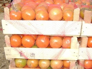 Fresh tomatoes in high quality form Egypt