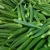 Import fresh vegetable okra supplier from Bangladesh