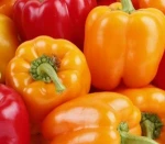FRESH VEGETABLES-Fresh Capsicum - Special price - High quality
