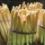 Import Fresh White Asparagus High Quality from Thailand
