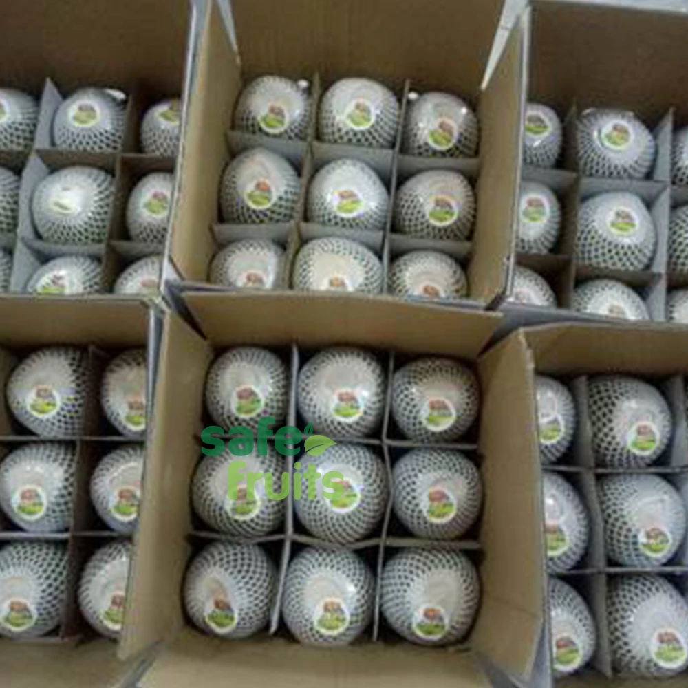 Fresh / Young Coconut with High Quality for wholesale Top Cover / Diamond cut / Round Shape Coconut