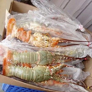 Frozen Seafood Canadian Lobsters
