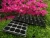 Import good quality plant nursery and seeds vegetables tray from China
