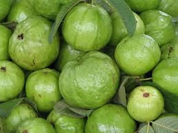Goods export standards Guava with best price