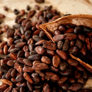 Grade A Coffee Beans +Arabica and Rebusta Coffee Beans +Natural Organic Unroasted Arabica Coffee Bean