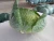 Import Green round cabbage from China