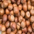 Import HazelNut suppliers Hazelnut kernels/Hazelnut in shell/ Organic from Germany