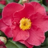 High Quality Best Cosmetic Skin Camellia Essential Oil