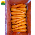 HIGH QUALITY CARROT FOR SALE