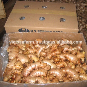 HIGH QUALITY FRESH GINGER WITH BEST PRICE FROM VIETNAM - Hot sale !!!