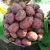 Import High quality organic Pakistani fresh potato from Pakistan