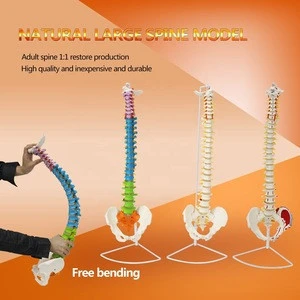 High quality University use Education Supplies natural life-size flexible colour spine model