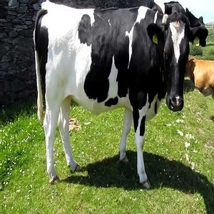 Holstein Friesian cattle pregnant Holstein friesian cattle with high milking capacity