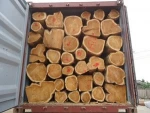 HOT SALES  teak wood log and sawn timber for exports..