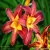 Import Imported Perfume Lily Seeds with Buds, Four Seasons Green Potted Flowers, Seeds, Indoor Balcony Flower Seedlings, Big Seeds from China