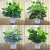 Import indoor and outdoor decoration plastic small pot garden simulation flowers and plants false green rose decoration simulation from China