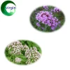 ISO9001 Factory supply  Food &amp; Pharmaceutical Grade 100% Natural Valerian Extract CAS NO 8057-49-6