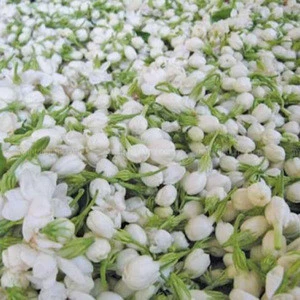 Jasmine Flower from India