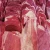 Import Lamb Meat Frozen whole lamb carcass/ sheep meat from Germany