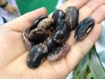 Large Black Speckled Kidney Beans new 2014 , organic Black Speckled Kidney Beans