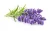 Import Lavender Essential Oil Manufacturer from India