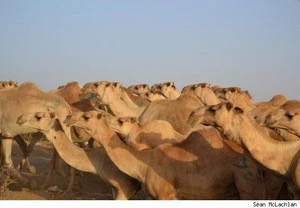 Live CAMEL in wholesale