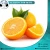 Import Lowest Price Fresh Citrus Orange Fruits from Egypt