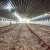 Import Luxury Modern Romantic Kenya chicken farm building poultry shed chicken house from China
