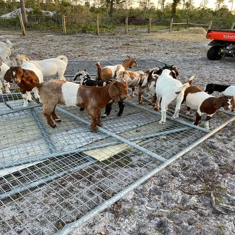 Mature Boer Goats For Sale Online