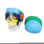 Medical teaching simulation human skeleton model color skull