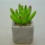 Import Mini Classic Artificial Plant with Cement Pot_HC-DP67572-43 from China