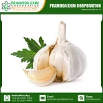 Natural Fresh Garlic Supplier