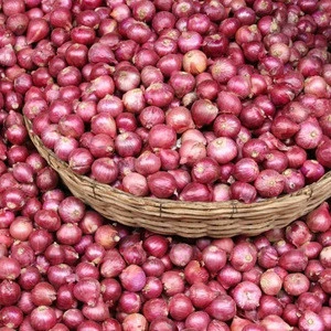 New Crop Fresh Onion Importer From india