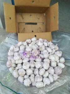 New Crop Fresh  Pure White Garlic (5.0cm, 5.5cm, 6.0cm)