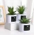 Import New design set of 3 Mini Artificial Plants Plastic Green Grass Cactus with Special white Can Pot Design from China