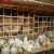 Import New model of quail breeding cage commercial quail cage all over the world from China
