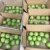 Import New season green shandong pear  fresh crown pear ya pear from China