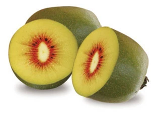Organic Fresh kiwi Fruit Red/ Green /  Yellow / Wholesale Price