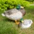 Import polyresin home decoration duck figurines statue and resin wild duck statue from China
