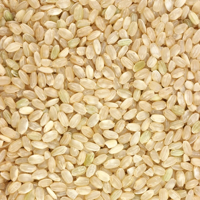 Premium Quality Round Grain Brown Rice