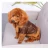 Import PU Leather Winter Warm Pet Accessories Clothing Apparel Dog Logo Brand from China