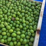 Quality Fresh Olives Now Available for Exportation on 30% Discount Sales